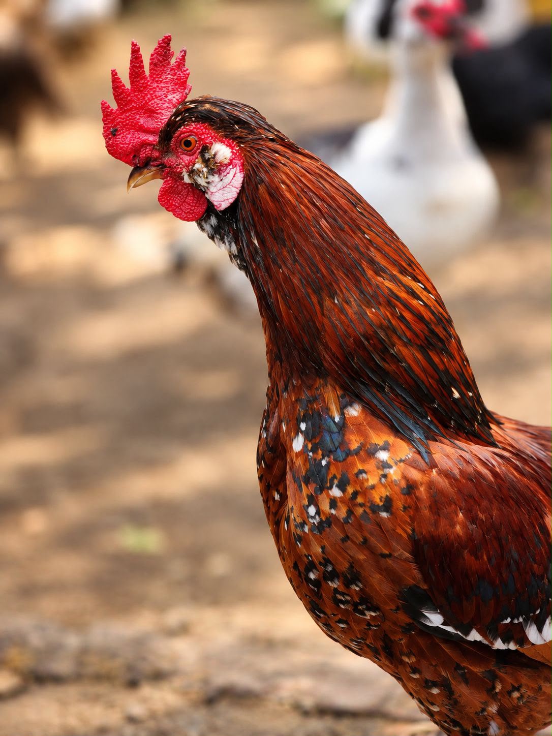 Galo de plumagem avermelhada na escola